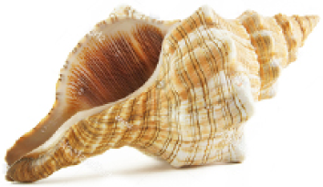 shell